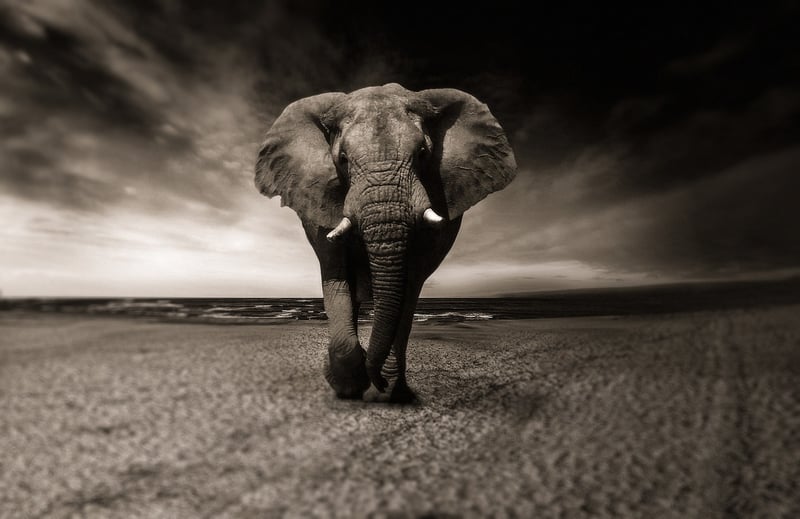 Wildlife in Jungle